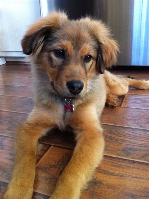 Golden Shepherd Puppies: The Perfect Blend Of Golden Retriever And ...