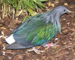 bird indonesia burung punai emas