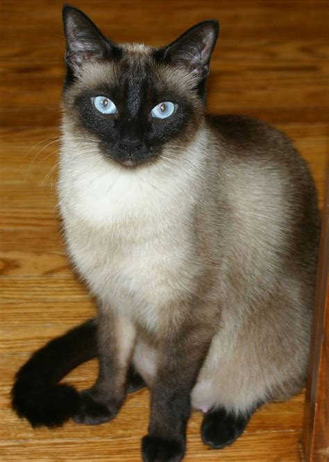 Average Size Of A Cat S Neck at Mary Bevis blog