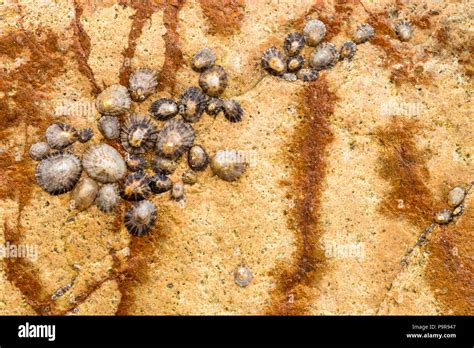 Limpets and sandstone rock patterns, Praia da Ursa, Ursa Beach, Cabo da ...