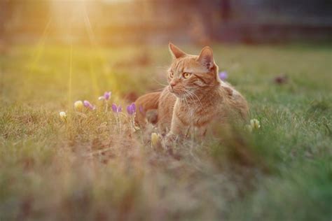 premium photo spring cat