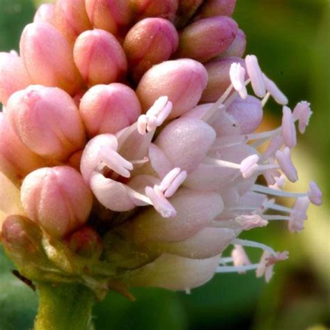 Swamp Smartweed Shallow Water Plant - Chalily Ponds & Gardens