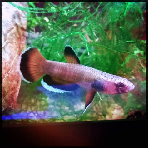 wild betta fish  shrimp spot