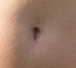 umbilicus simple english wikipedia   encyclopedia