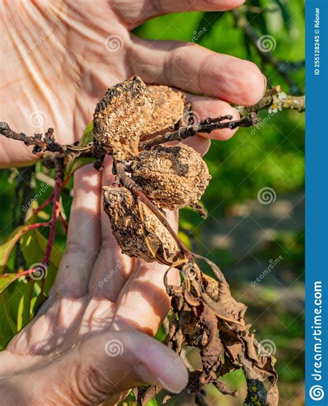 Dry Peach Fruits Covered with Funghi. on the Branch of Peach Tree Stock