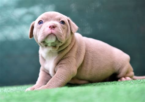 What Is a Micro Bully? Everything You Need to Know About This Compact