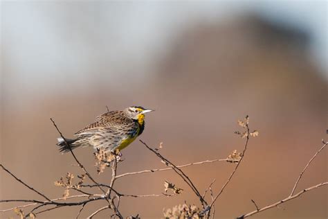 Coyote Lake (Fall/Winter): Mendoza Ranch Area — Santa Clara Valley Bird
