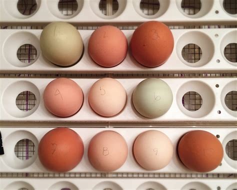 The 8 BEST Egg Incubators in 2024 - The Homesteading RD