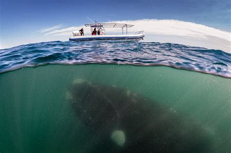 Interesting Photo of the Day: Giant Whale Plays Hide and Seek with a Boat