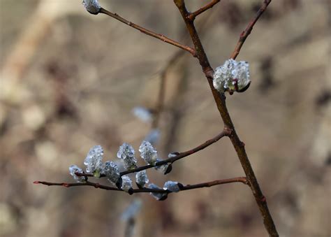 Dew on pussy willows.jpg | Canon RF Shooters Forums