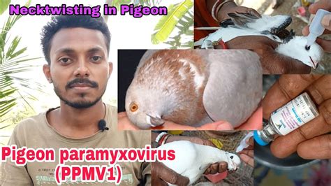 Discussion on neck twisting or Pigeon paramyxovirus (PPMV1) and it's ...