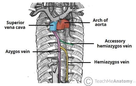 The Posterior Mediastinum - Borders - Contents - TeachMeAnatomy