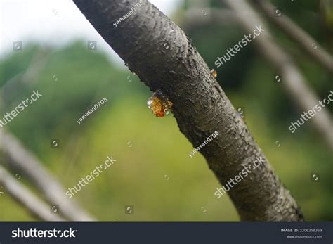 sap seeping tree image stock photo  shutterstock