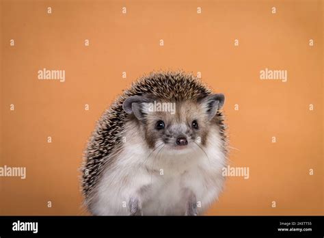 Egyptian long-eared hedgehog Stock Photo - Alamy