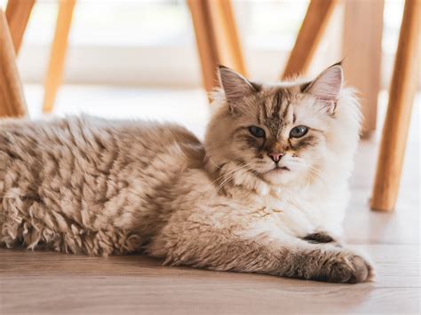 My Cat Or Kitten Is Choking & Gagging, What Should I Do?