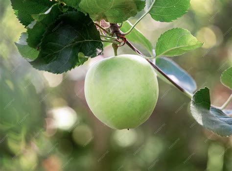 premium photo apples growing   apple tree harvest ecological