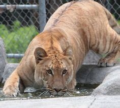 15 Tigon ideas | wild cats, big cats, animals wild