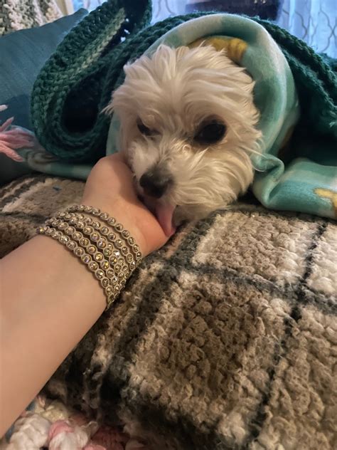 Lost and Found Pets of Snohomish County | My dog Kobe has been lost