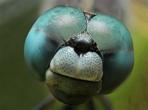 Close Up Dragonfly - High Definition, High Resolution HD Wallpapers
