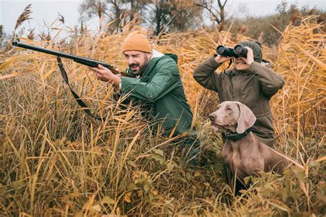 Is A Hunting Dog Right For You? - Banixx