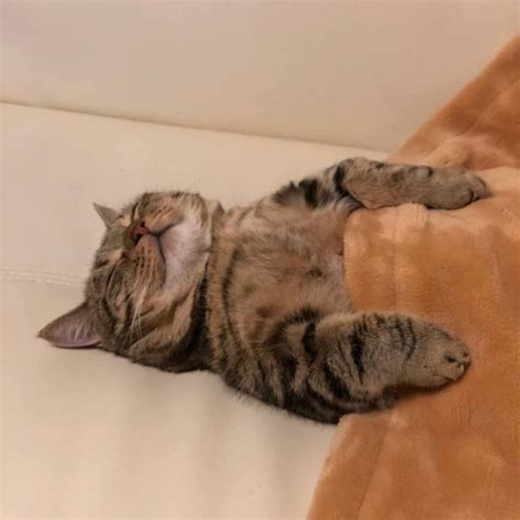 Create meme "sleepy cat, cat, cat" - Pictures - Meme-arsenal.com