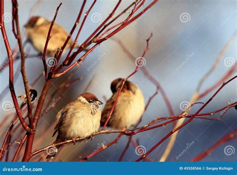 Sparrows on Winter Branches Stock Photo - Image of branches, natural ...