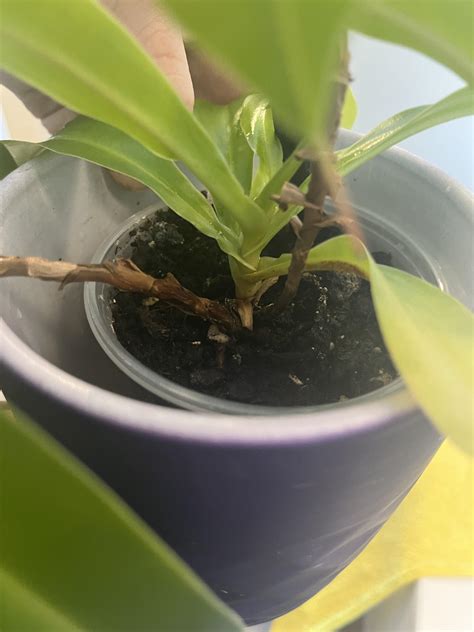 Does this plant have basal shoots? What are basals? (New to neps) plant ...