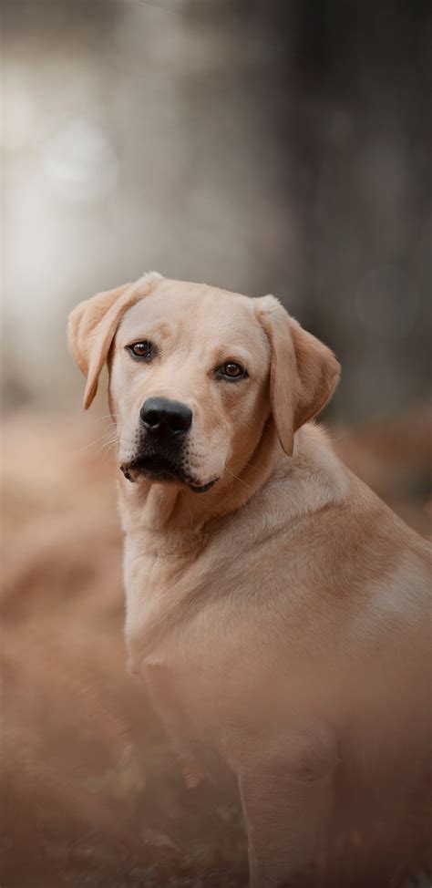 «Labrador Retriever phone wallpaper» 1080P, 2k, 4k Full HD Wallpapers, Backgrounds Free Download