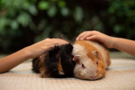 pets