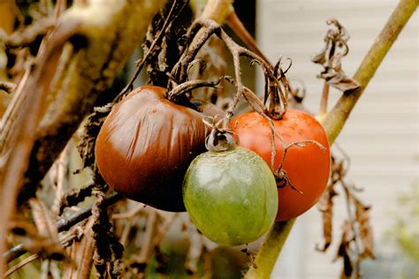 foto    proses pembusukan