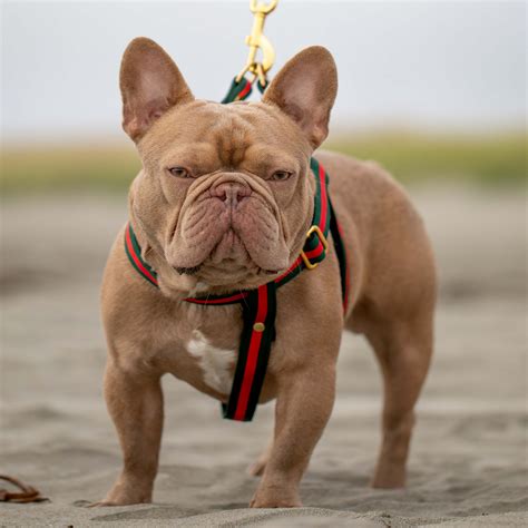 Does My French Bulldog Need A Coat at James Silvers blog