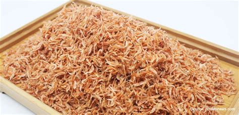 pengertian udang rebon ciri ciri  kandungan protein jala blog