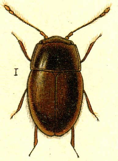 Nossidium pilosellum