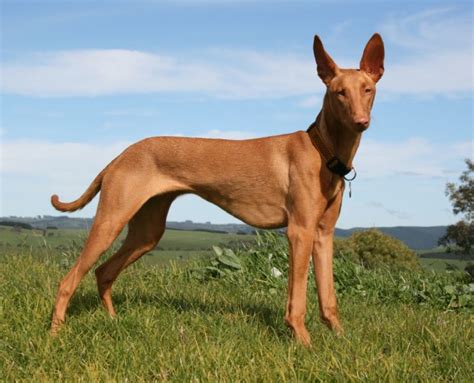 pharaoh hound breed guide learn   pharaoh hound