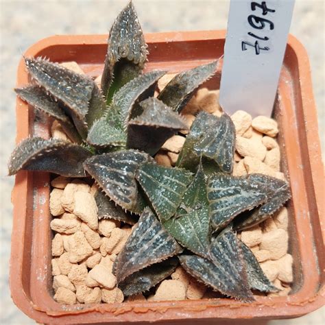 haworthia magnifica vsplendens hybrid  ves gorshchik siyantsi vik