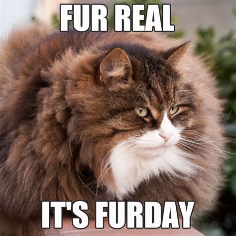 Funny Cat Friday Images at Frank Boyd blog