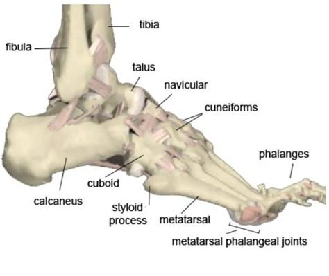 Pictures Of Calcaneus