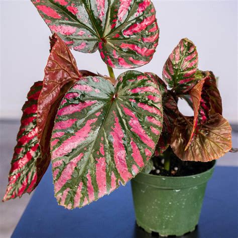 Begonia brevirimosa subsp. exotica - Gabriella Plants