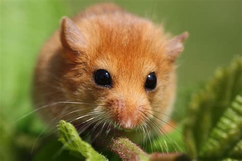 Dormouse surveys – Deepdene Ecology Ltd