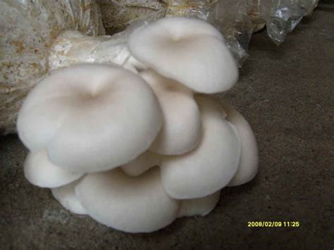 alat  bahan  budidaya jamur tiram usaha