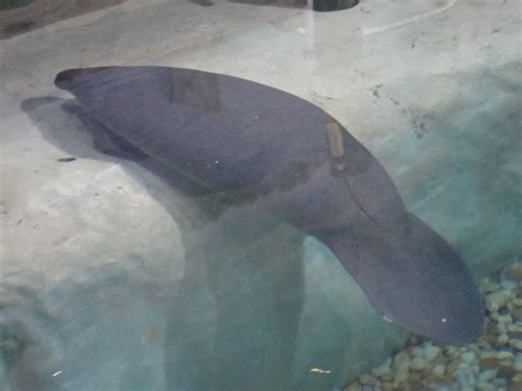 Sweet Meanderings: Snooty The Manatee