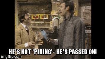 Monty Python Ex Parrot GIF - Find & Share on GIPHY