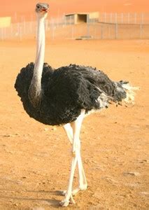 Photos of Arabian Ostrich on myCast - Fan Casting Your Favorite Stories