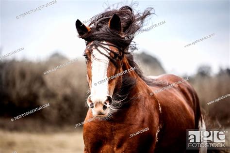 Clydesdale stallion, Stock Photo, Picture And Rights Managed Image. Pic ...