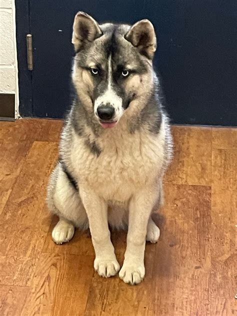 Lost And Found Pets on the Eastern Shore | Facebook