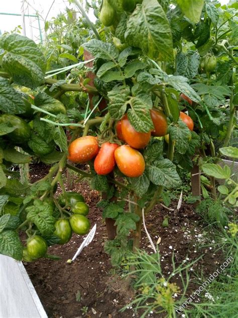 Дон Жуан ОГ - Альбомы - tomat-pomidor.com