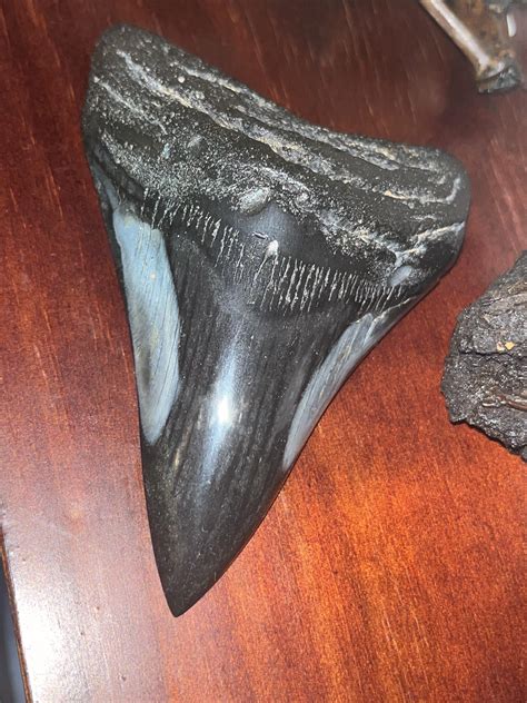 Massive Megalodon Shark Tooth Fossil : r/Paleontology