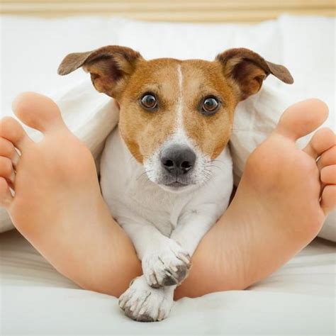 Porque Cachorro Gosta De Dormir Nos Pés Do Dono - Por que os cachorros gostam de dormir nos pés?