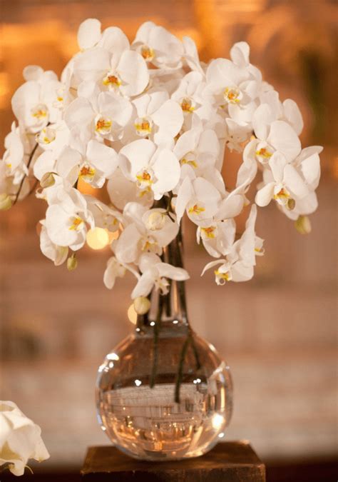 Birthday Orchids – the Best Gift For a Birthday