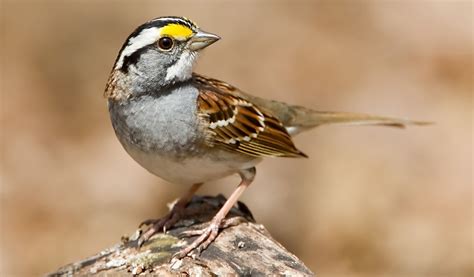 Top 31 Backyard Birds in Alberta (Free ID Charts)